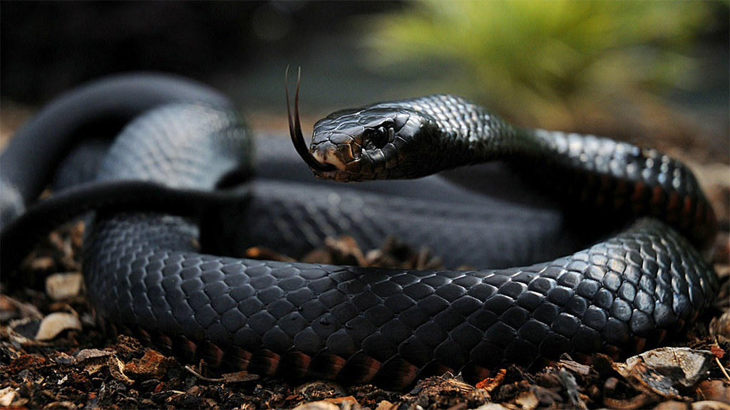 Quel est le prédateur du mamba noir ?