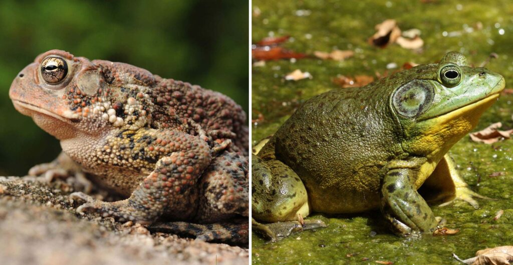 reproduction chez les amphibiens