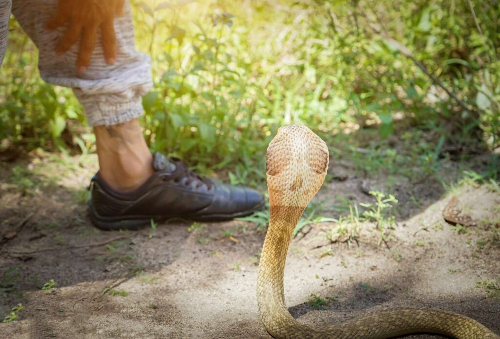 Morsures de serpents, infections : les premiers réflexes à adopter pour éviter le pire
