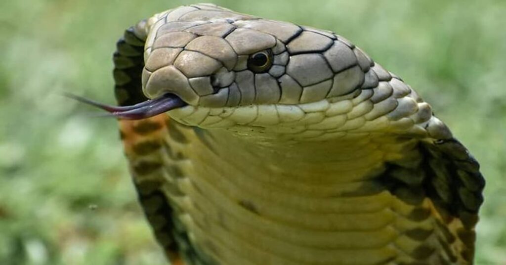 Which snake kills fastest