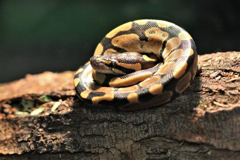 ball-python