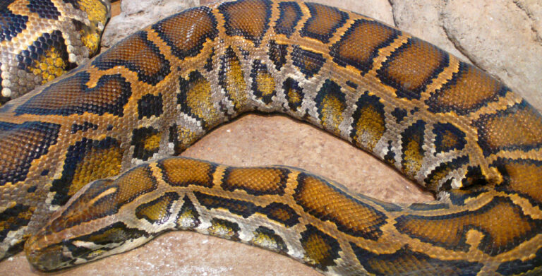 image_1595_2e-Burmese-python