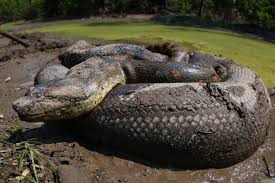 Un anaconda peut-il vraiment manger un humain ou c&rsquo;est juste une légende de jungle ?