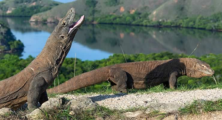 komodo-dragon-blog-header