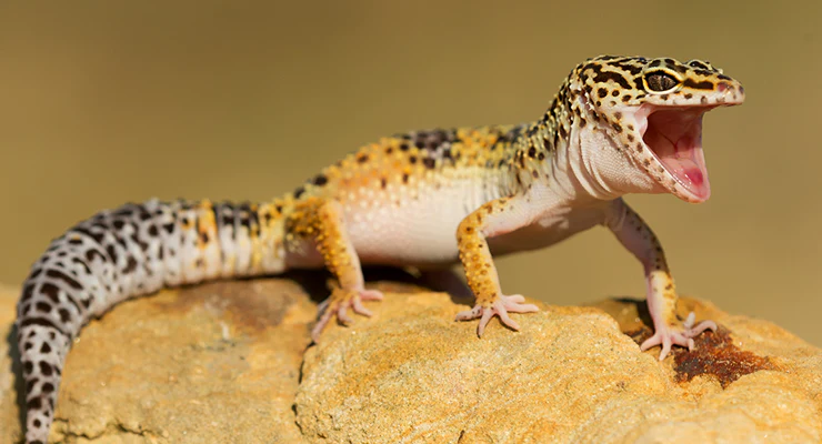 leopard-gecko-header