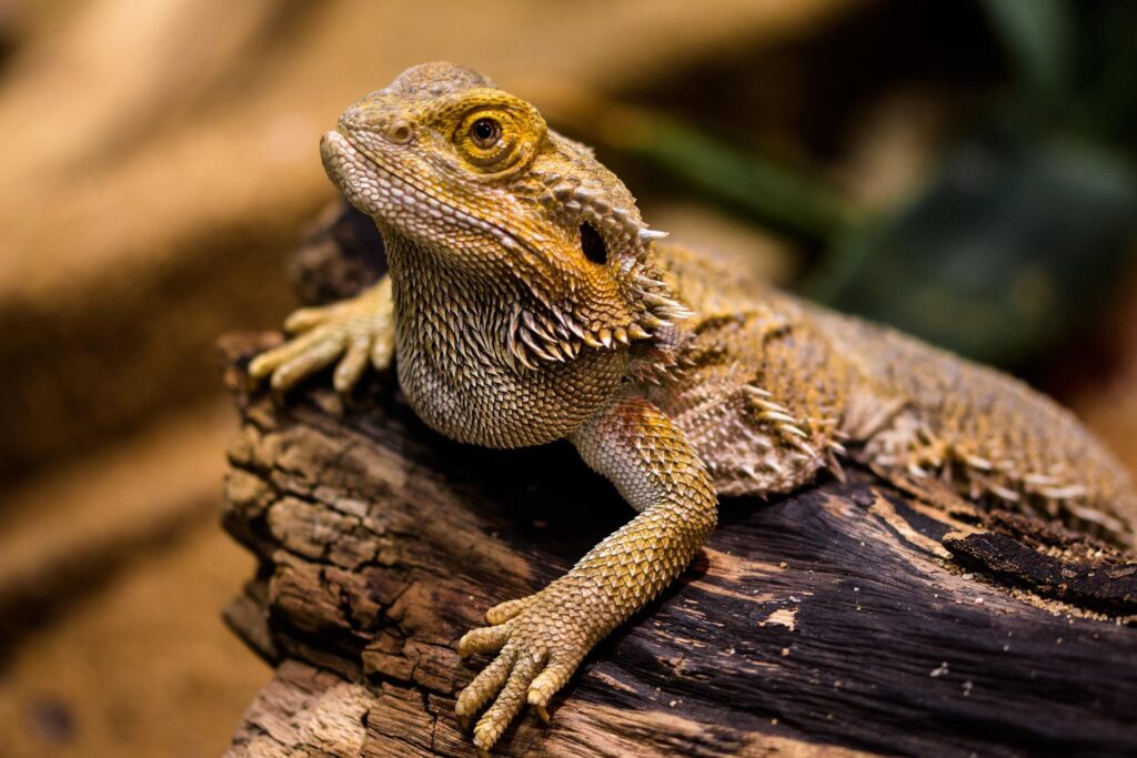 Quelles sont les maladies courantes chez les reptiles ?
