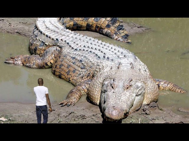 Plus grands reptiles du monde