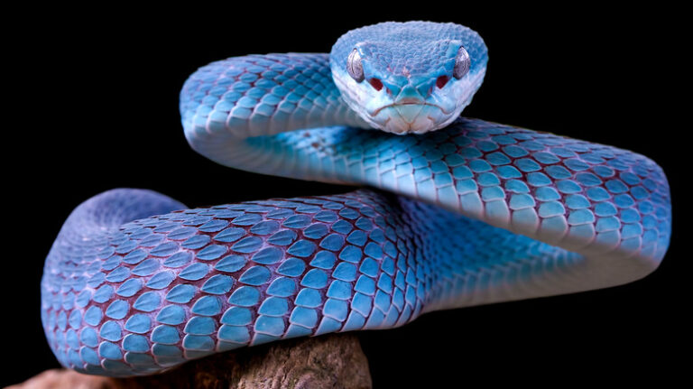 snakes-venom-is-not-only-used-in-antivenom-1641922938