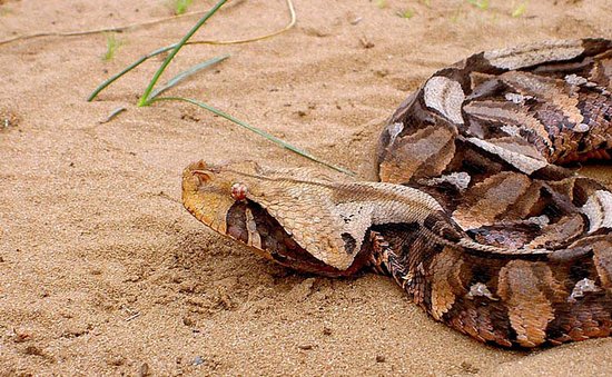 the-gaboon-viper-has