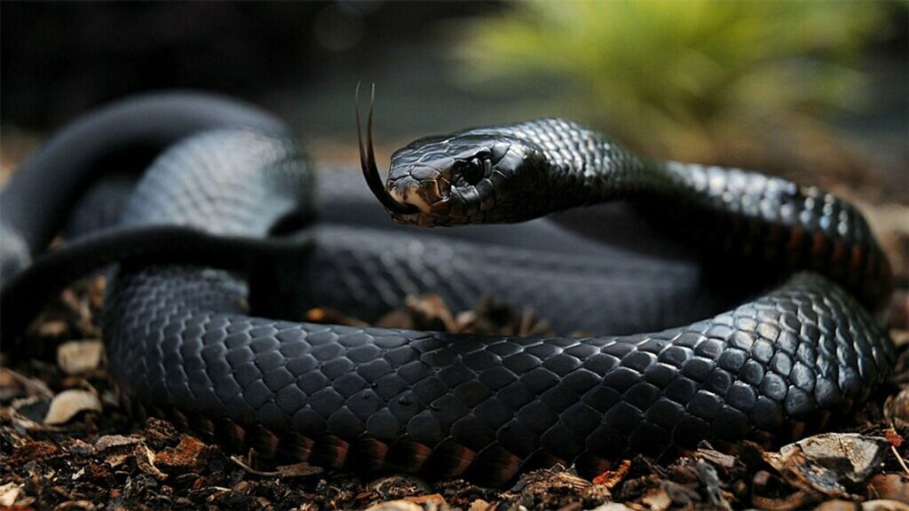 Le mamba noir peut tuer en moins de 20 minutes et personne ne le dit vraiment
