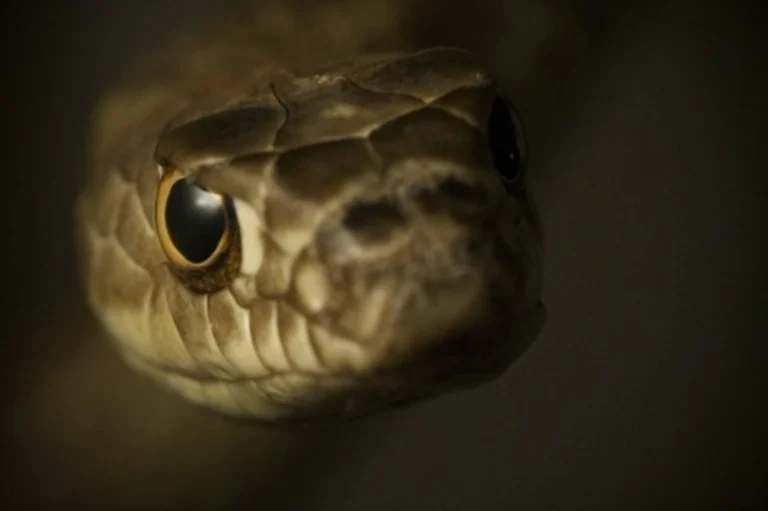 2D9660496-131111-snakephoto-hmed-0920a-files