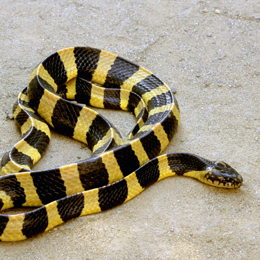 Quel est ce serpent jaune et noir aperçu dans votre jardin ou sur un chemin ?