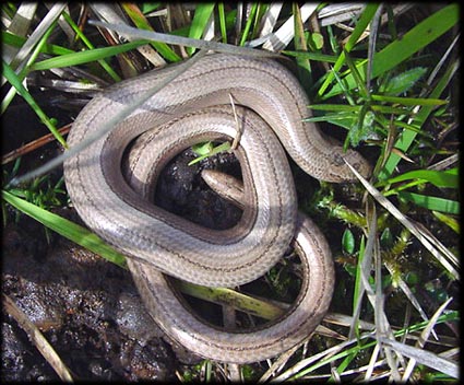 30 ans de vie, zéro patte : pourquoi l&rsquo;orvet est le lézard le plus mal compris de France