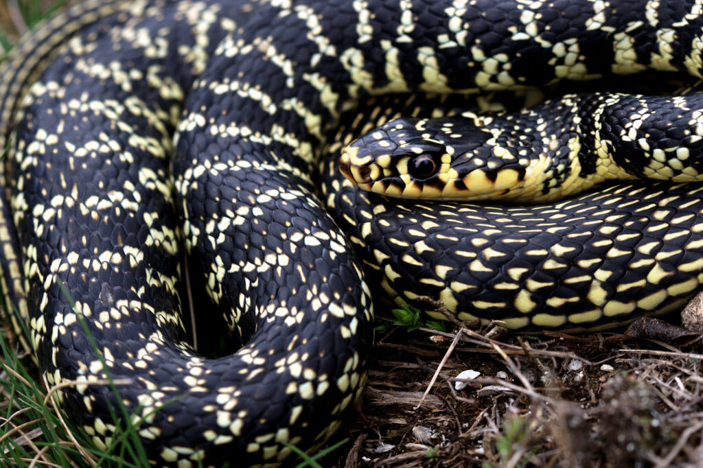 Ce serpent vert que vous croisez en France n&rsquo;est pas celui que vous croyez connaître