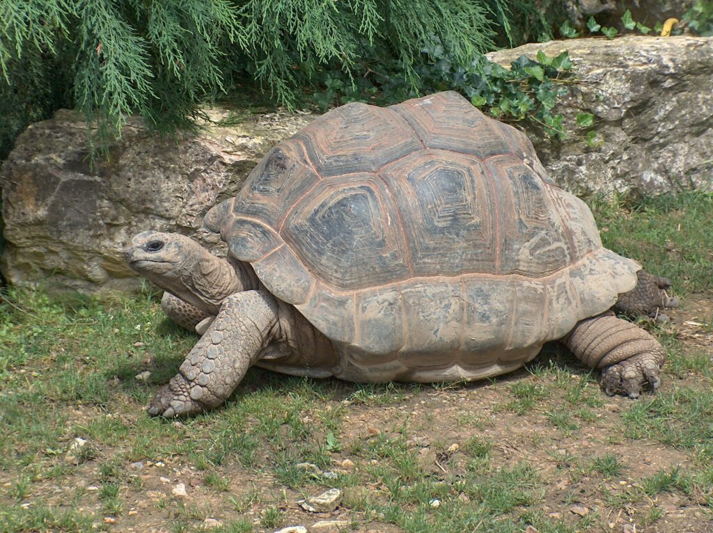 La tortue des Seychelles est plus vieille que la Tour Eiffel et elle se porte très bien
