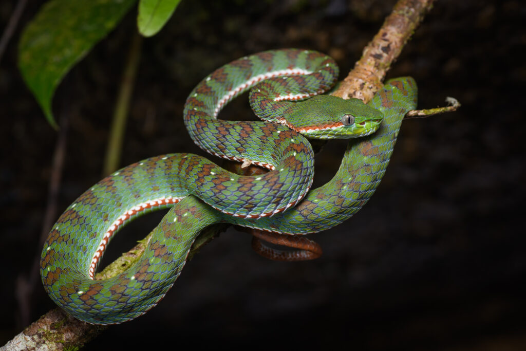 Un seul oiseau peut dévorer 500 serpents par an : les 10 prédateurs naturels que vous ignoriez