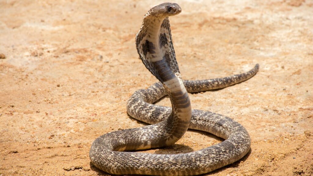 À quoi sert un serpent ? 5 rôles clés dans l’équilibre de la nature