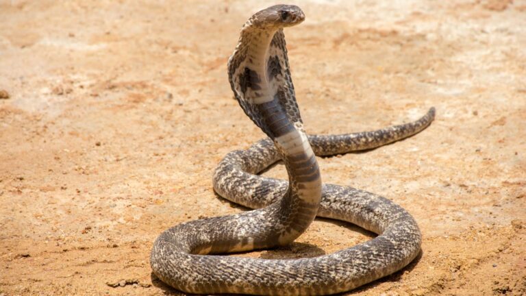 cobra-royal-sable