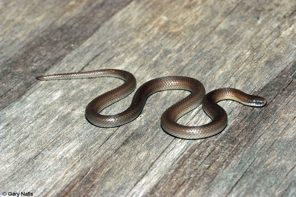 Serpent à queue pointue : inoffensif, fascinant… et souvent méconnu