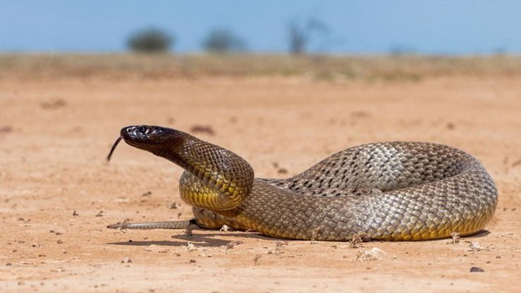 Non, le cobra n&rsquo;est pas le serpent le plus mortel du monde — voici lequel l&rsquo;est vraiment