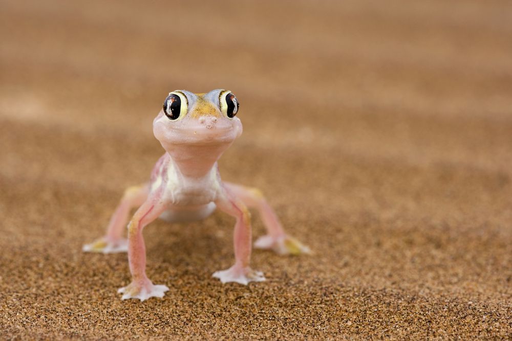 Les geckos de A à Z : comportement, habitat, alimentation, espèces à connaître Les geckos de A à Z : comportement, habitat, alimentation, espèces à connaître