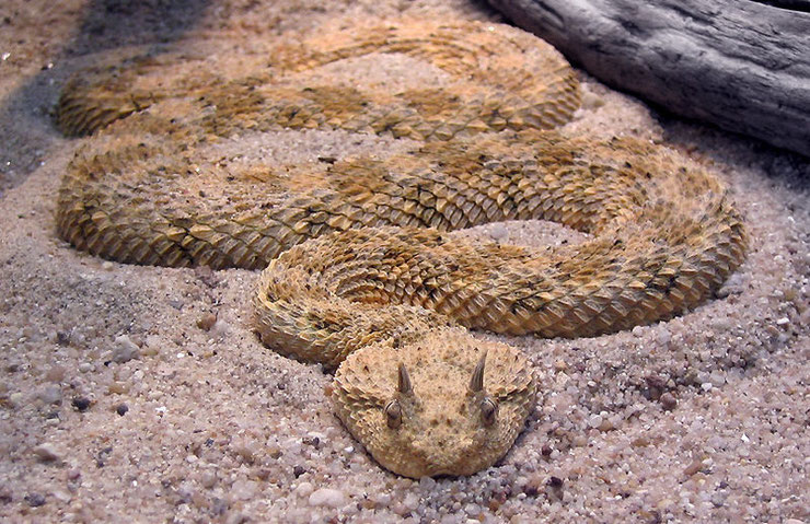 Pourquoi certains serpents ont-ils des cornes et sont-ils vraiment plus dangereux que les autres ?
