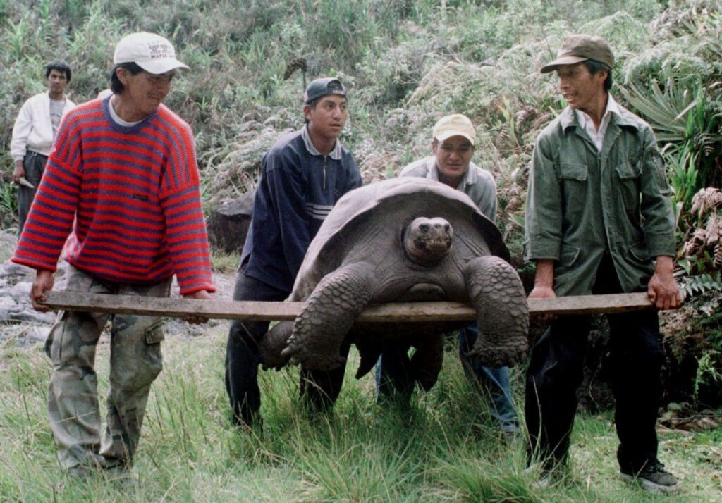 15 sous-espèces, 400 kg, 170 ans : ce que les tortues géantes des Galápagos cachent vraiment