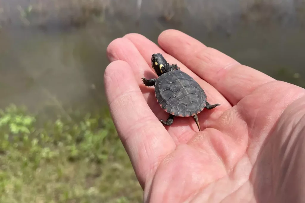 Sur 1 000 bébés tortues marines qui atteignent la mer, un seul deviendra adulte