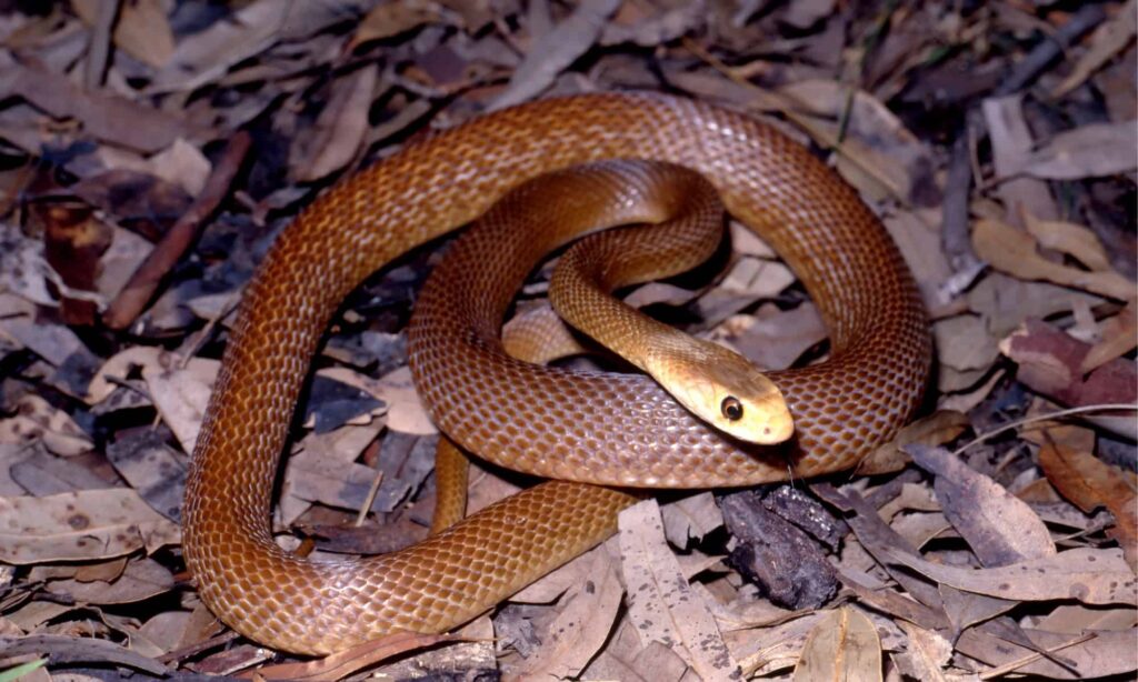 Le serpent le plus venimeux du monde ne tue presque personne, et voici pourquoi
