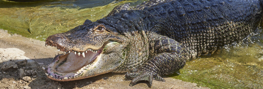 L&rsquo;alligator du Mississippi a failli disparaître et c&rsquo;est l&rsquo;homme qui l&rsquo;a sauvé