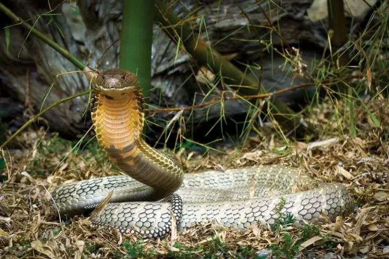 King-cobra-world-snake