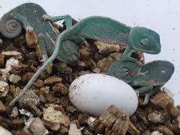 De 2 à 80 œufs par ponte : la reproduction du caméléon cache des extrêmes insoupçonnés