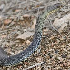 13 espèces de serpents vivent en France — seules 4 sont venimeuses, une seule vraiment mortelle 13 espèces de serpents vivent en France — seules 4 sont venimeuses, une seule vraiment mortelle
