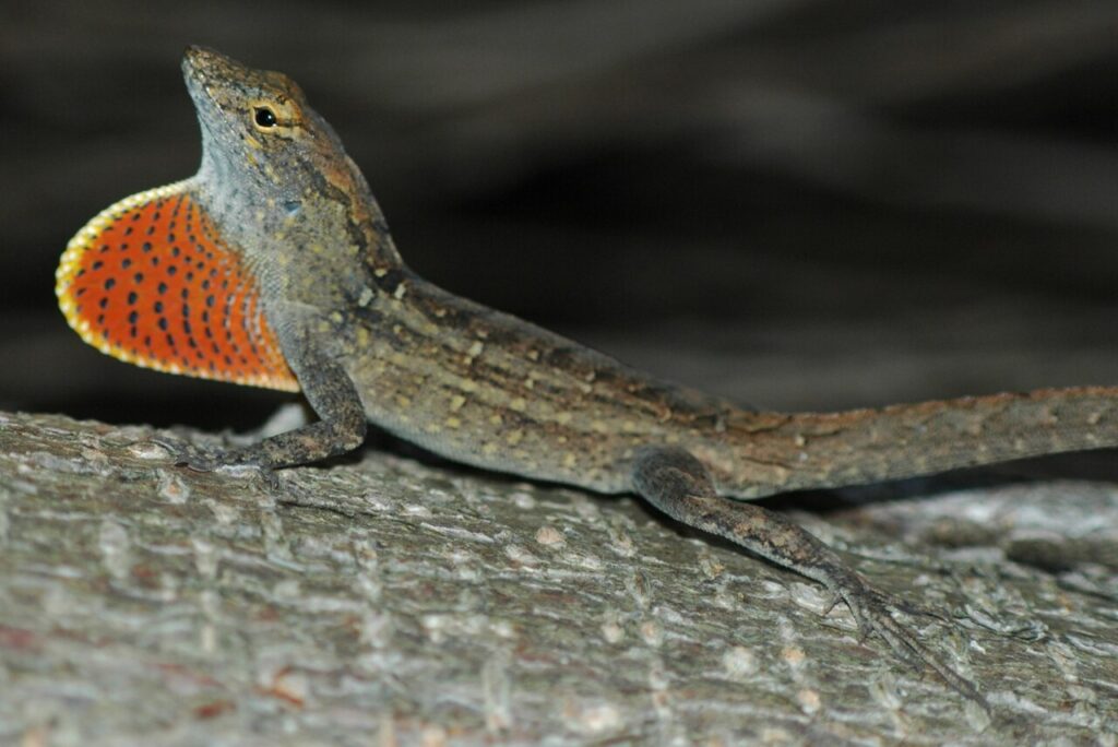 Fiche espèce : Anolis brun