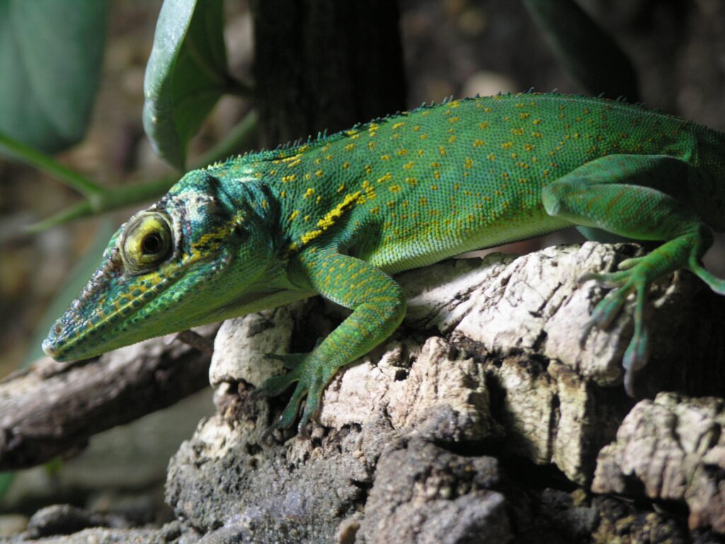 Fiche espèce : Anolis géant