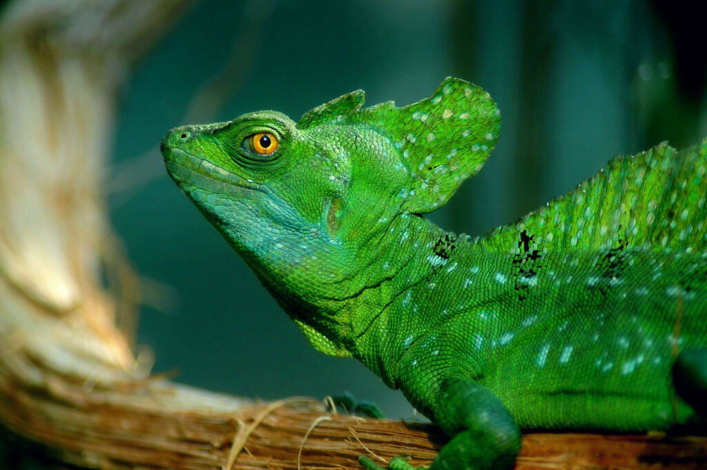 Fiche espèce : Basilic vert