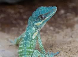 Fiche espèce : Anolis chevalier