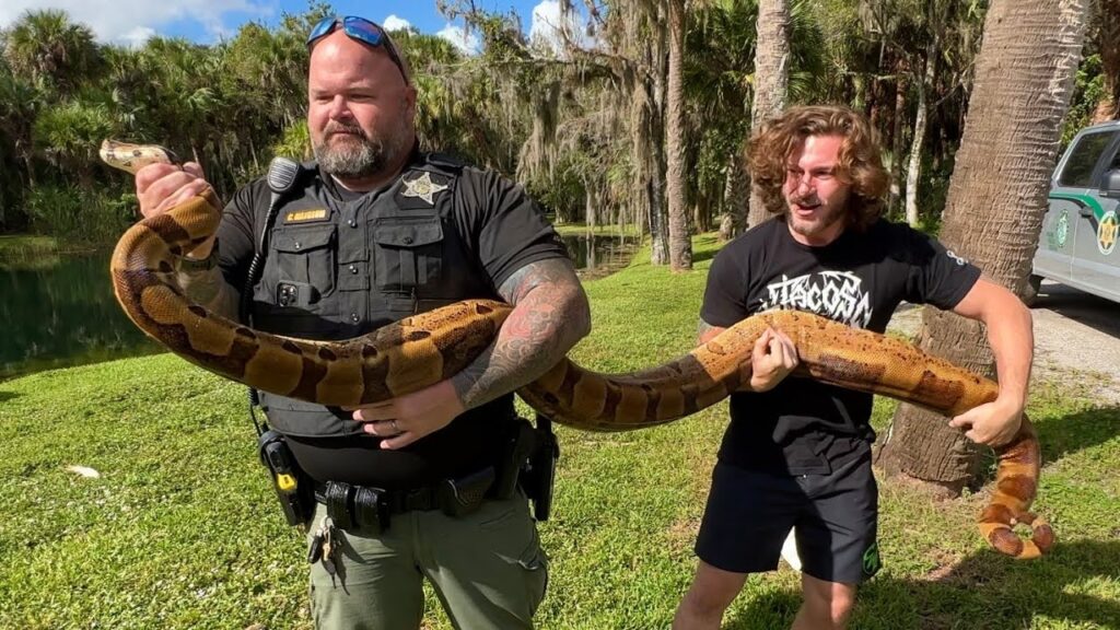 Fiche espèce : Boa constrictor