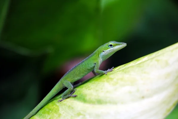Fiche espèce : Anolis vert