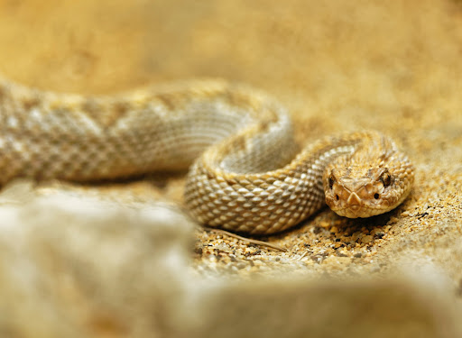 Fiche espèce : Boa des sables