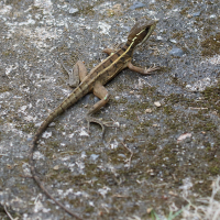 Fiche espèce : Basilic à bandes