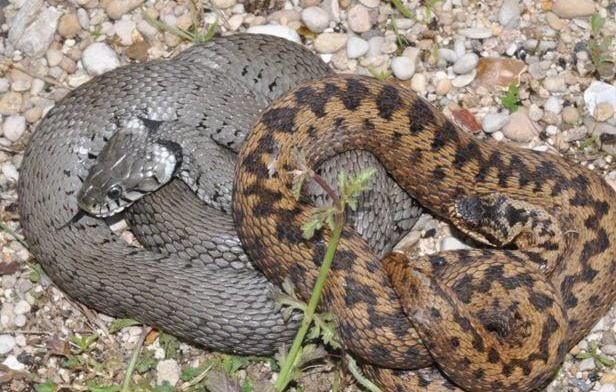 Couleuvre ou vipère : le critère du “casque” que personne ne vous dit et qui tranche en un coup d’œil