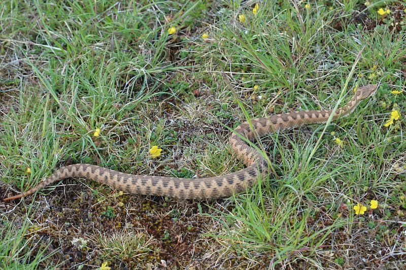 La vipère tue moins d’une personne par an en France et pourtant la peur reste totale