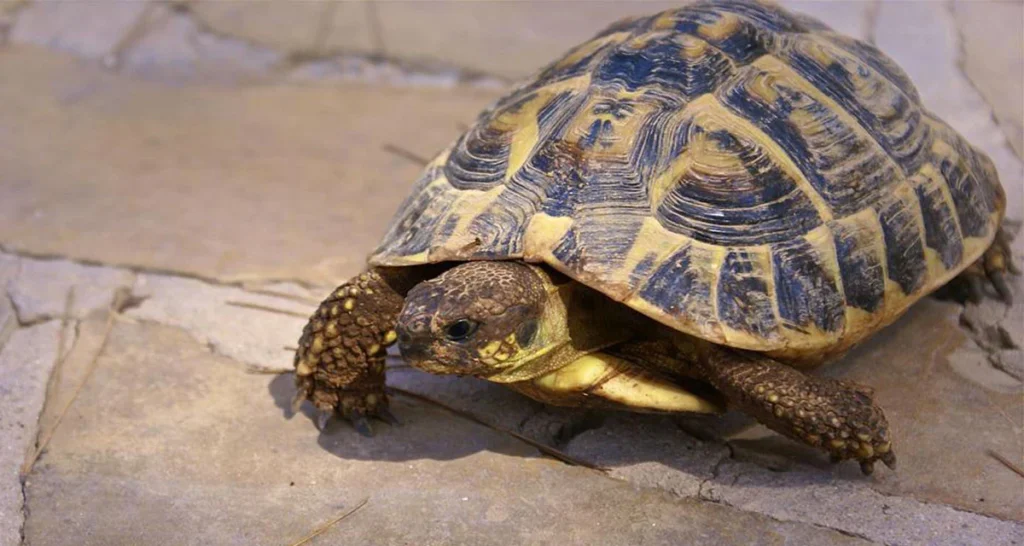 La tortue des steppes cache une double torpeur que la plupart des propriétaires ignorent complètement