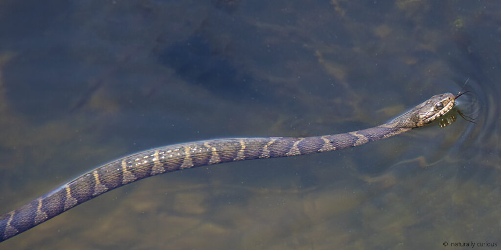 Plus de 70 espèces de serpents nagent dans les océans — voici ceux qui vous surprendront