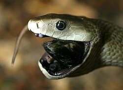 100 000 morts par an : voici le top 10 des serpents les plus dangereux de la planète