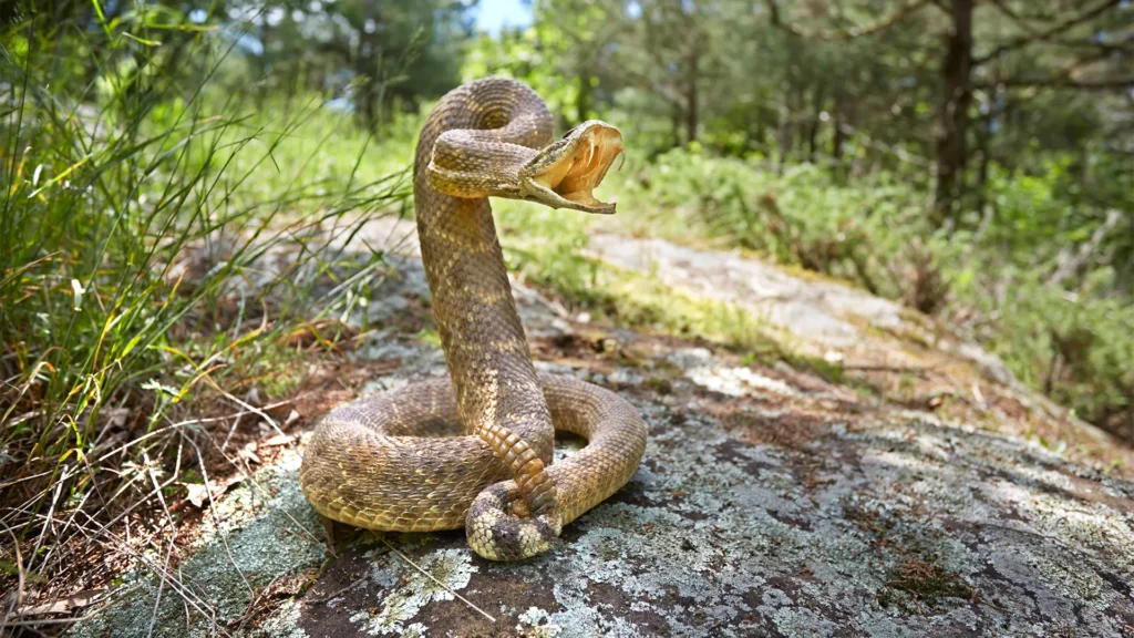 La tête triangulaire ne suffit pas : ce que vous croyez savoir sur les serpents venimeux est faux