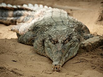 Quel animal peut vraiment battre un crocodile dans la nature, sans fuir et sans ruse ?