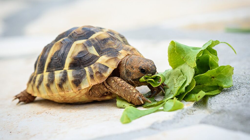Que mangent les tortues et quels aliments peuvent vraiment les tuer sans que vous le sachiez ?