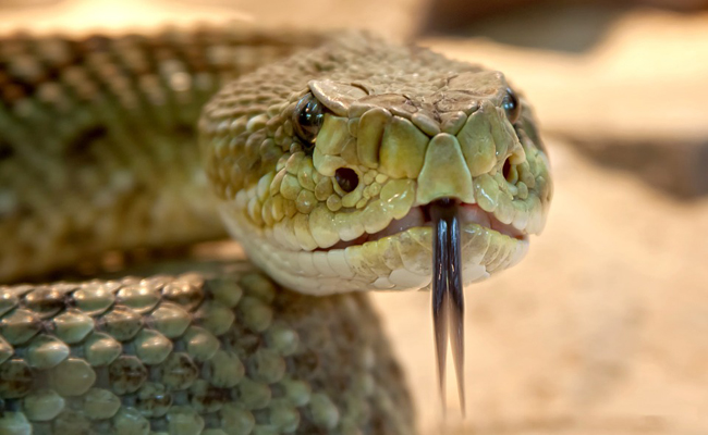 Le serpent à sonnette n’attaque pas par agressivité — et c’est là que tout se complique